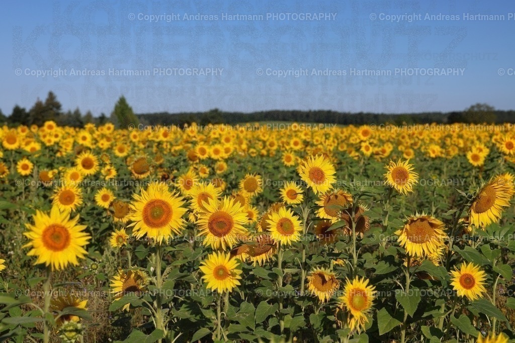 Sonnenblumenfeld  | Sonnenblumenfeld im Morgenlicht - Realisiert mit Pictrs.com