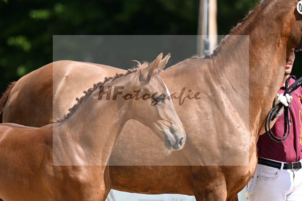 Kat-Nr. 29 Bowmore x Boston_SF_Bergermeier_29250917 | hf-fotografie - Realisiert mit Pictrs.com