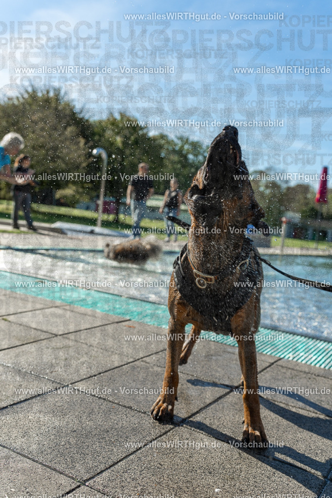 Hundeschwimmen_Volksbad_2026-allesWIRTHgut_Tierfotografie-2609061030-094051-7R508923 | Professionelle Tierfotografie in Mönchengladbach von Daniel Wirth (allesWIRTHgut). Liebevolle & natürliche Bilder von Hunden & Katzen für unvergessliche Erinnerungen.