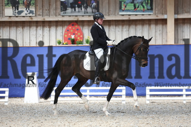 Zeutern_2023_Dressurpferdeprüfung_Kl.A_Ilona Kress_Simsala D (2) | Alle Fotos der Reiterjournal Fotografin Doris Matthaes im Reiterjournal Online-Fotoshop. - Realisiert mit Pictrs.com