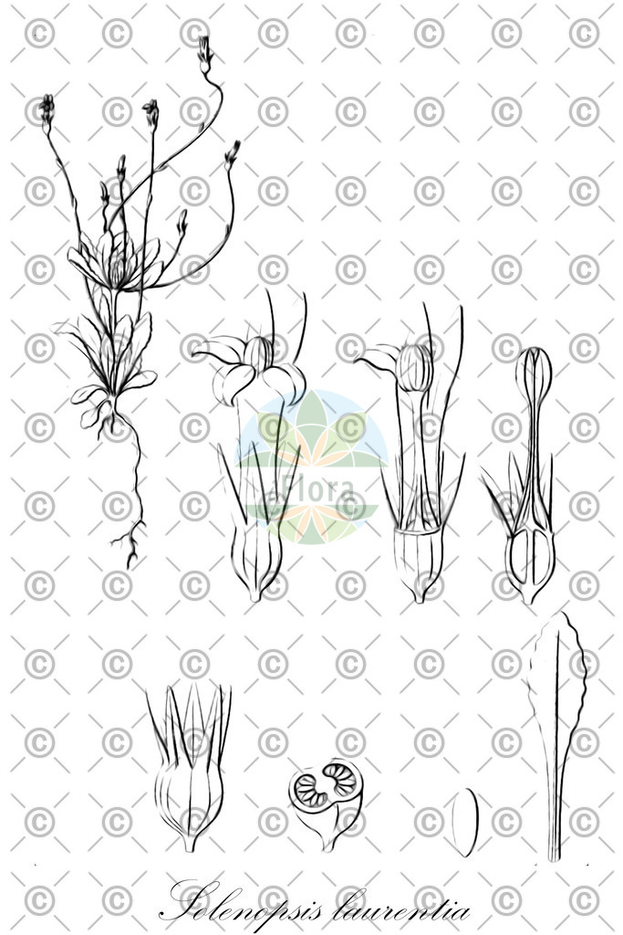 HistAbb_wfo-0000431013_1_ENZY_Simple | Historische Abbildung von Solenopsis laurentia - Campanulaceae | Historical Illustration of Solenopsis laurentia - Campanulaceae