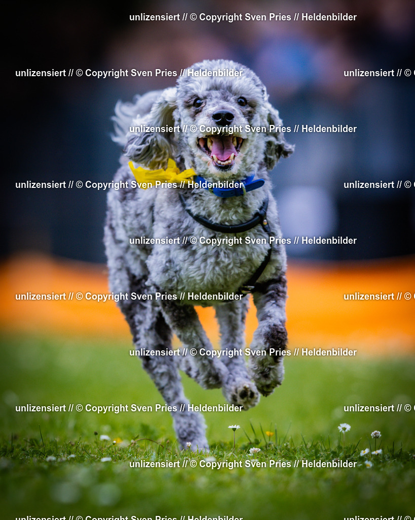 Sven Pries | 2025-05-29 - Pudelrennen KA-Durlach - Realisiert mit Pictrs.com