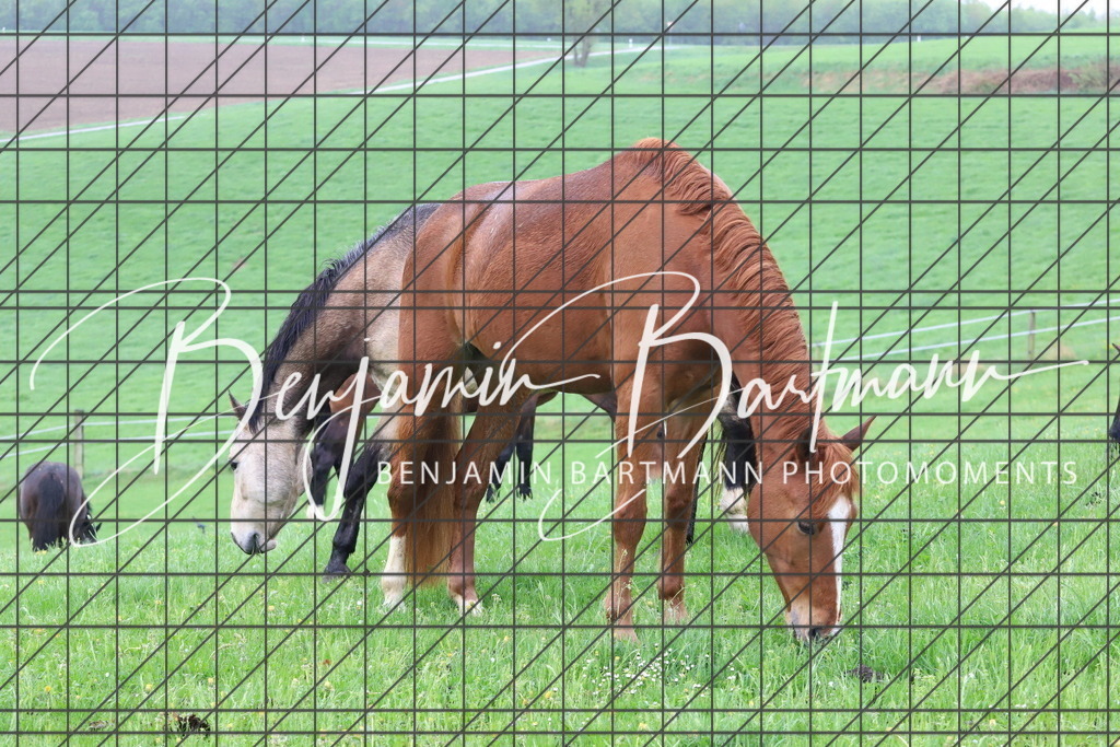 IMG_4289 | Benjamin Bartmann Photomoments