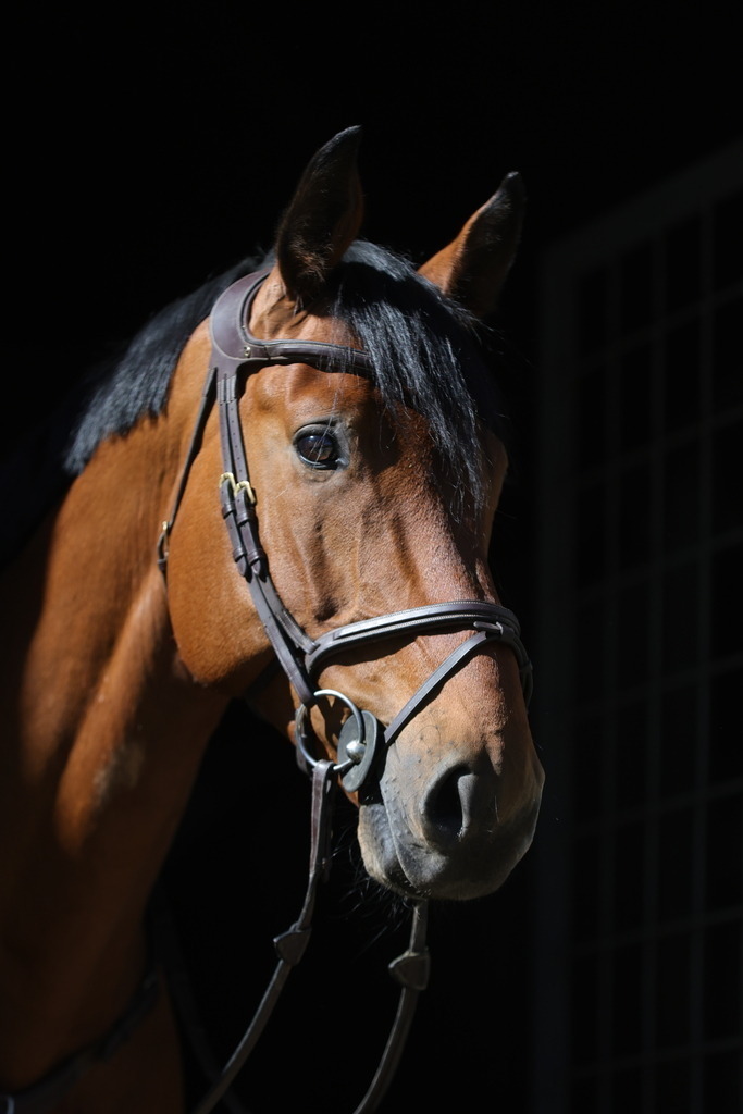 0P6A8072 | Willkommen bei Brunnmayr - Design & Fotografie – Ihrem Spezialisten für Reitturniere und Pferdeveranstaltungen in Oberösterreich, Salzburg und Bayern! Seit über 17 Jahren sind wir leidenschaftlich dabei.