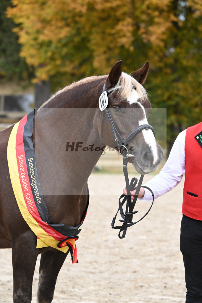 Kat-Nr. 107 Fiona vom Schmalzenhof_Neumaier_53223513 | hf-fotografie - Realizzato con Pictrs.com