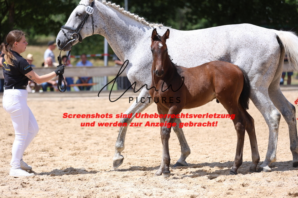 Fohlenschau_Schwäbisch_Hall_springbetonte_Fohlen_KN 23_10 | lmwpictures - Realisiert mit Pictrs.com