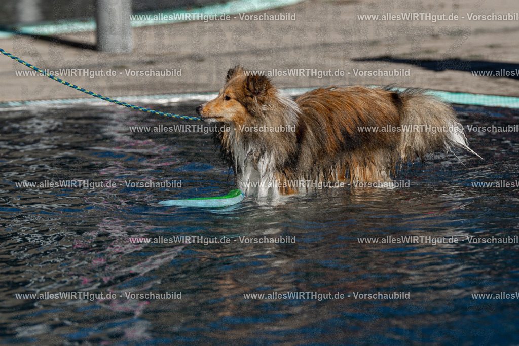 Hundeschwimmen_Volksbad_2026-allesWIRTHgut_Tierfotografie-2609061038-FAY05965 | Professionelle Tierfotografie in Mönchengladbach von Daniel Wirth (allesWIRTHgut). Liebevolle & natürliche Bilder von Hunden & Katzen für unvergessliche Erinnerungen.