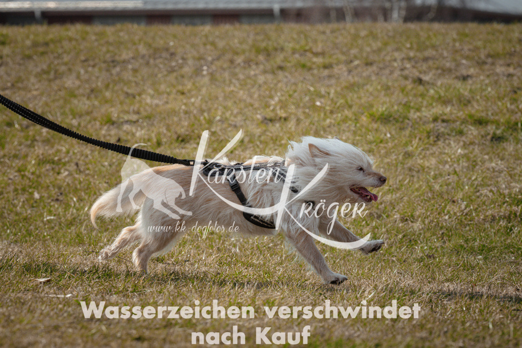 1109_ZZ94918 | kk-dogfotos