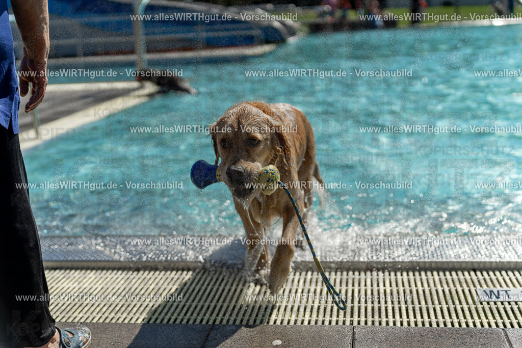 Hundeschwimmen_Volksbad_2026-allesWIRTHgut_Tierfotografie-2609061244-115426-7R500181 | Professionelle Tierfotografie in Mönchengladbach von Daniel Wirth (allesWIRTHgut). Liebevolle & natürliche Bilder von Hunden & Katzen für unvergessliche Erinnerungen.