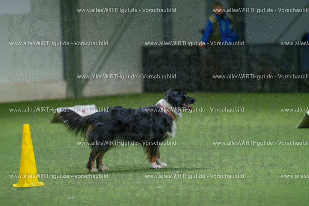 7R507097 | Professionelle Tierfotografie in Mönchengladbach von Daniel Wirth (allesWIRTHgut). Liebevolle & natürliche Bilder von Hunden & Katzen für unvergessliche Erinnerungen.