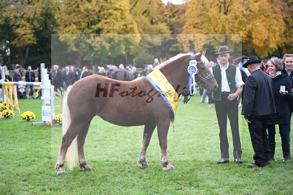 Kat-Nr. 208 Tiefenbachs Nora v. Wellenstein_Strauss_41251722 | hf-fotografie - Realizzato con Pictrs.com