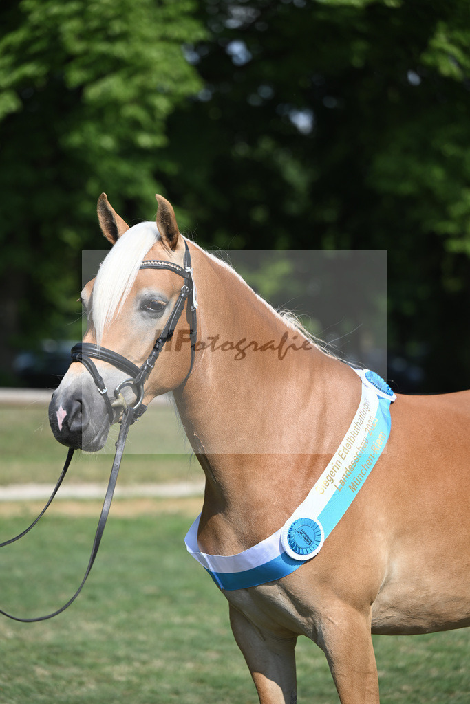 Kat-Nr. 39 Pepsi_Berger_20231943 | hf-fotografie - Realisiert mit Pictrs.com