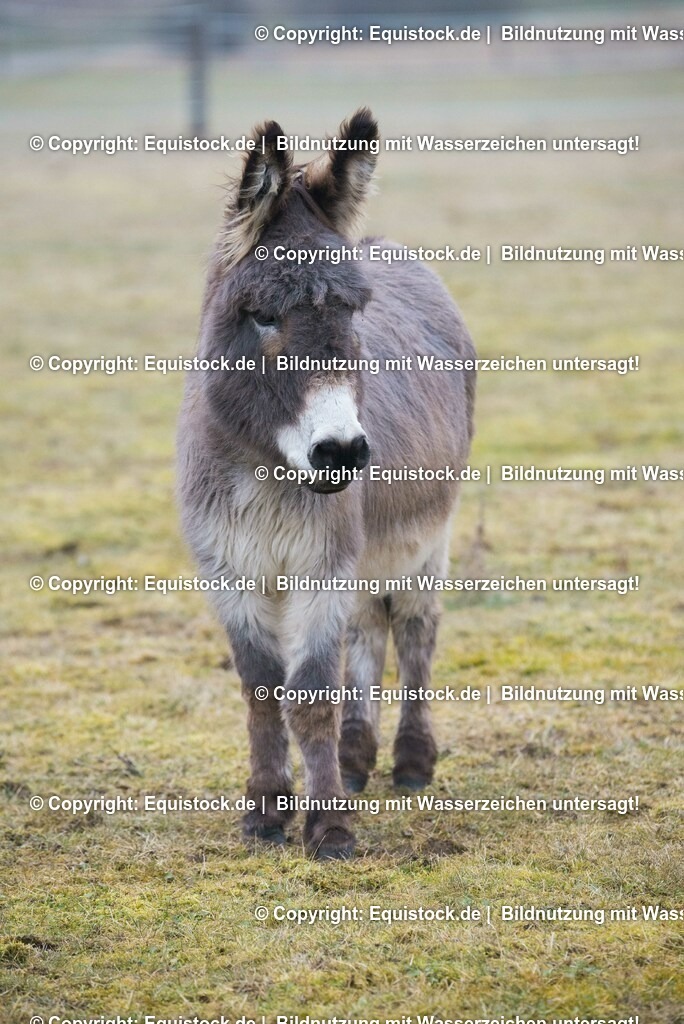 20150217_Esel_0004 | equistock