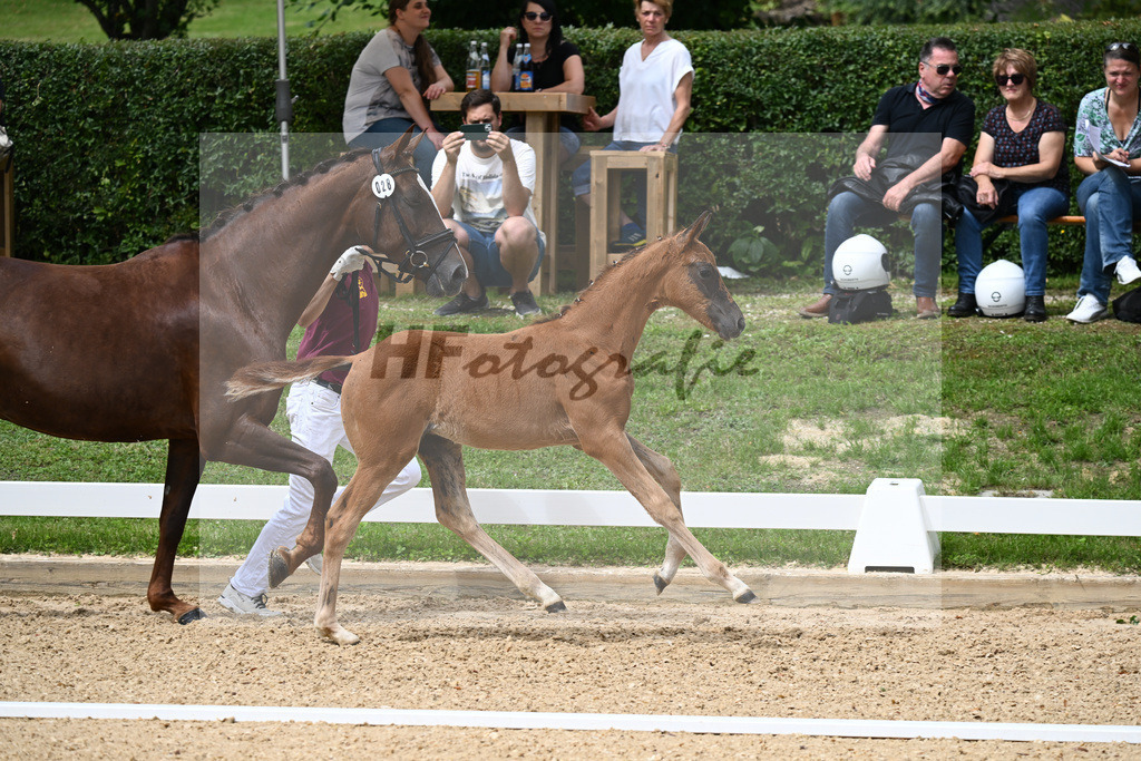 Kat-Nr. 28 SF DSP Va Bene x San Romantico_Ostermaier_27230393 | hf-fotografie - Realisiert mit Pictrs.com