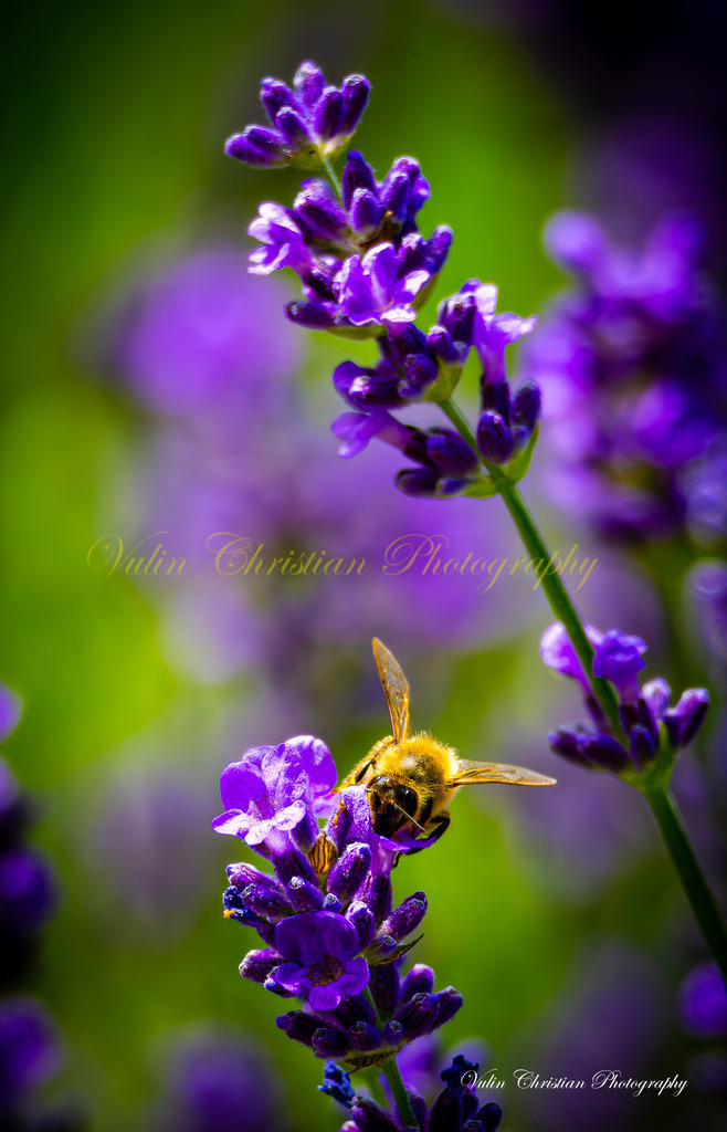 Macro 13 | Christian Vulin  - Realisiert mit Pictrs.com