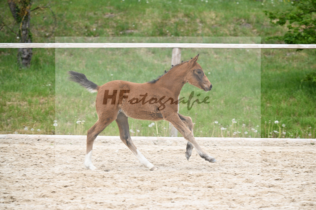 Kat-Nr. 31 SF Dallas County WE x Casino Royale K_Bentz_24260779 | hf-fotografie - Realisiert mit Pictrs.com