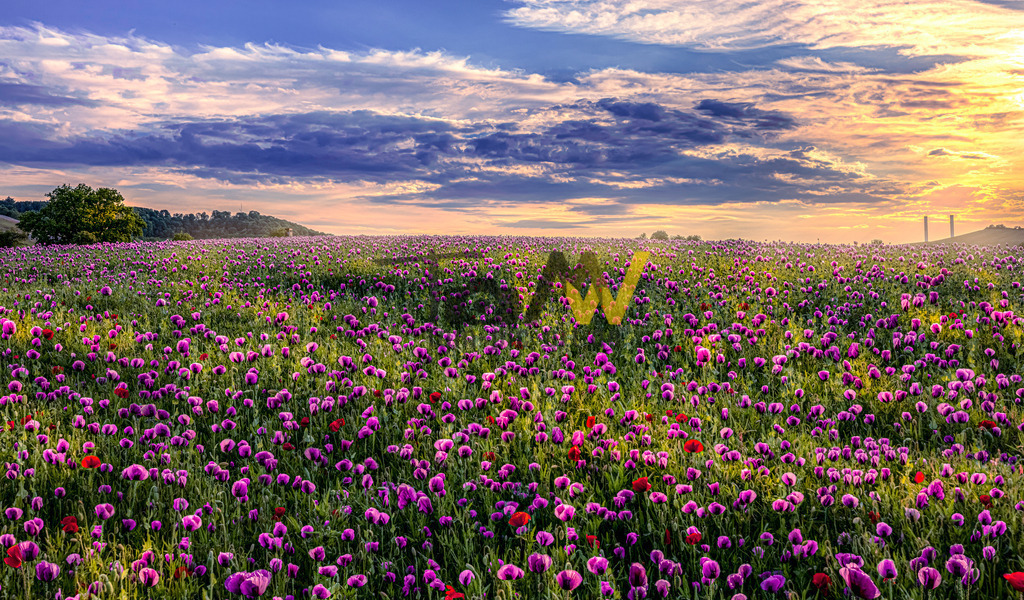 Ein Schlafmohnfeld Ölmühle-Viele Mohnblumen-Stuttgart | Schlafmohnfeld einer Ölmühle in der Nähe von Stuttgart. Aufgenommen im untergehenden Licht der Abendsonne - Realisiert mit Pictrs.com