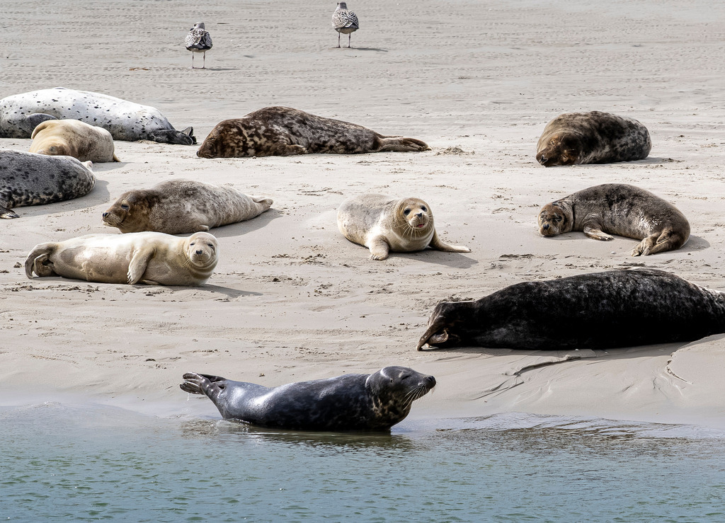 Seehundkolonie auf einer Sandbank vor Texel: Ruheplatz der Meeressäuger im Wattenmeer | Eine Kolonie von Seehunden und Kegelrobben liegt auf einer flachen Sandbank vor der Küste der niederländischen Nordseeinsel Texel. Während zahlreiche Tiere im Sand ruhen und sonnenbaden, schwimmen vereinzelte Robben am spülenden Wassersaum. Im Hintergrund verteilen sich Möwen auf der Weite des Strandes. Das Motiv eignet sich ideal für redaktionelle Beiträge zum Nationalpark Wattenmeer, zu Artenschutz, Heimischer Tierwelt, Nordseetourismus und Naturerlebnissen. - Realisiert mit Pictrs.com