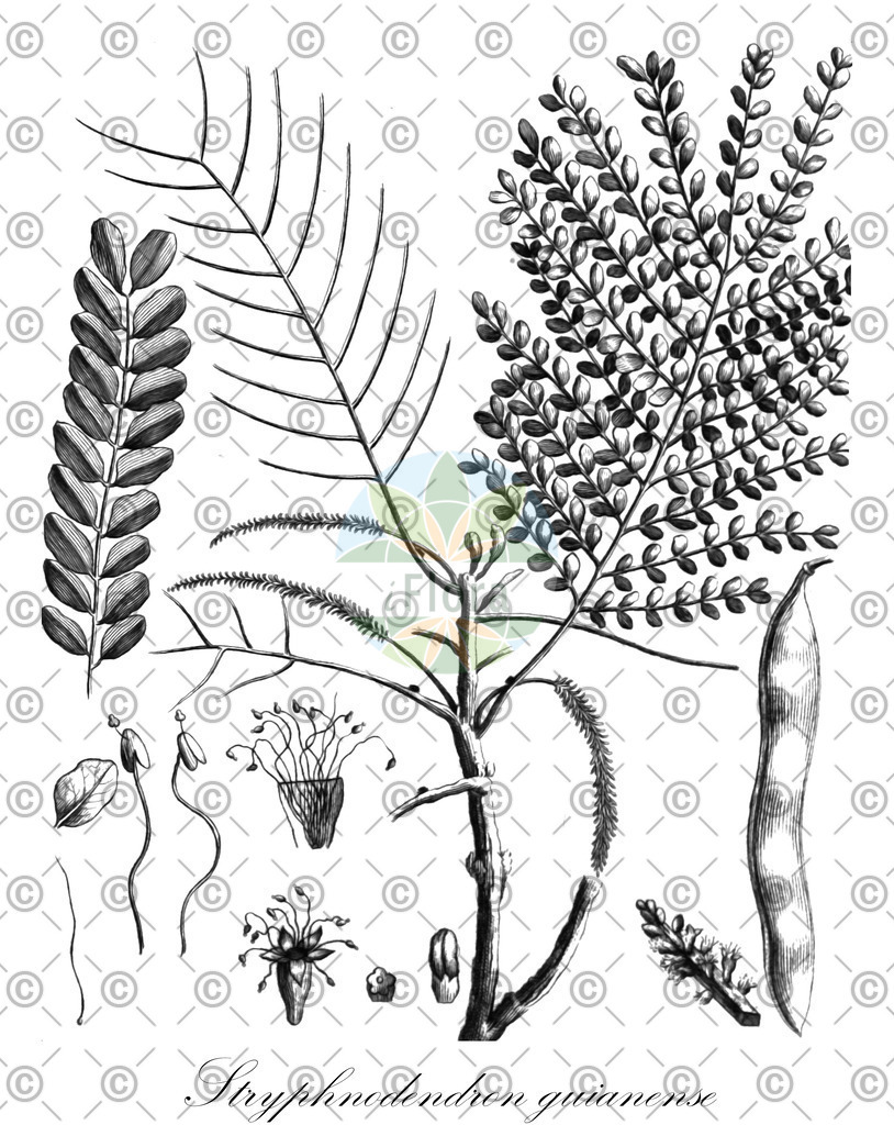 HistAbb_4463_1_FLORAD_SIMPLE | Historische Abbildung von Stryphnodendron guianense - Fabaceae | Historical Illustration of Stryphnodendron guianense - Fabaceae