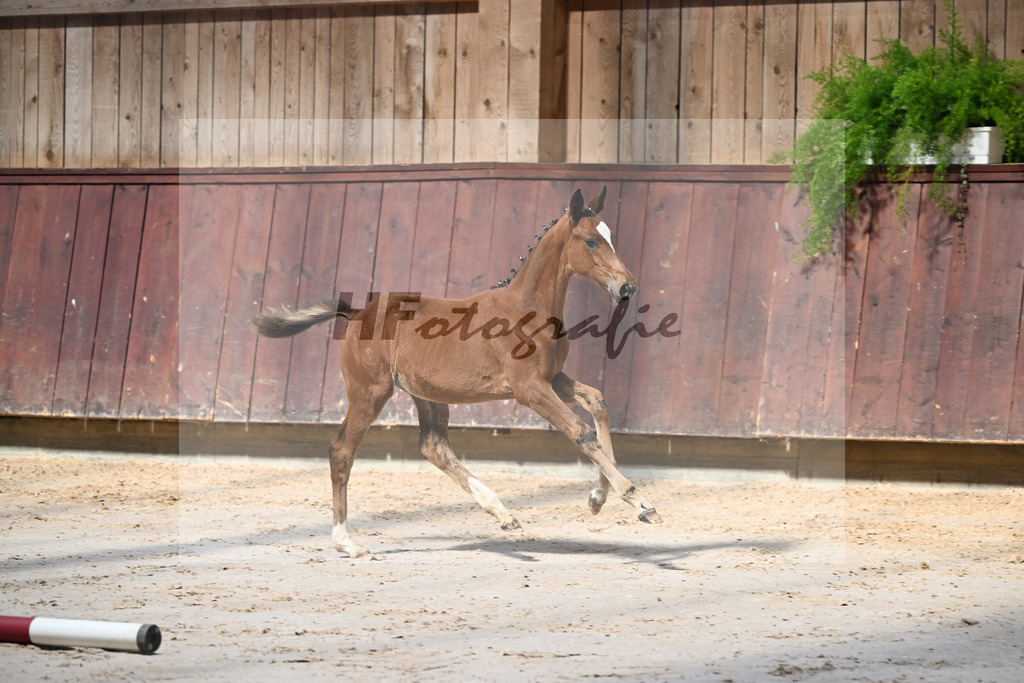 Kat-Nr. 12 Imperio x Decurio_SF_Gindhart_25250064 | hf-fotografie - Realisiert mit Pictrs.com