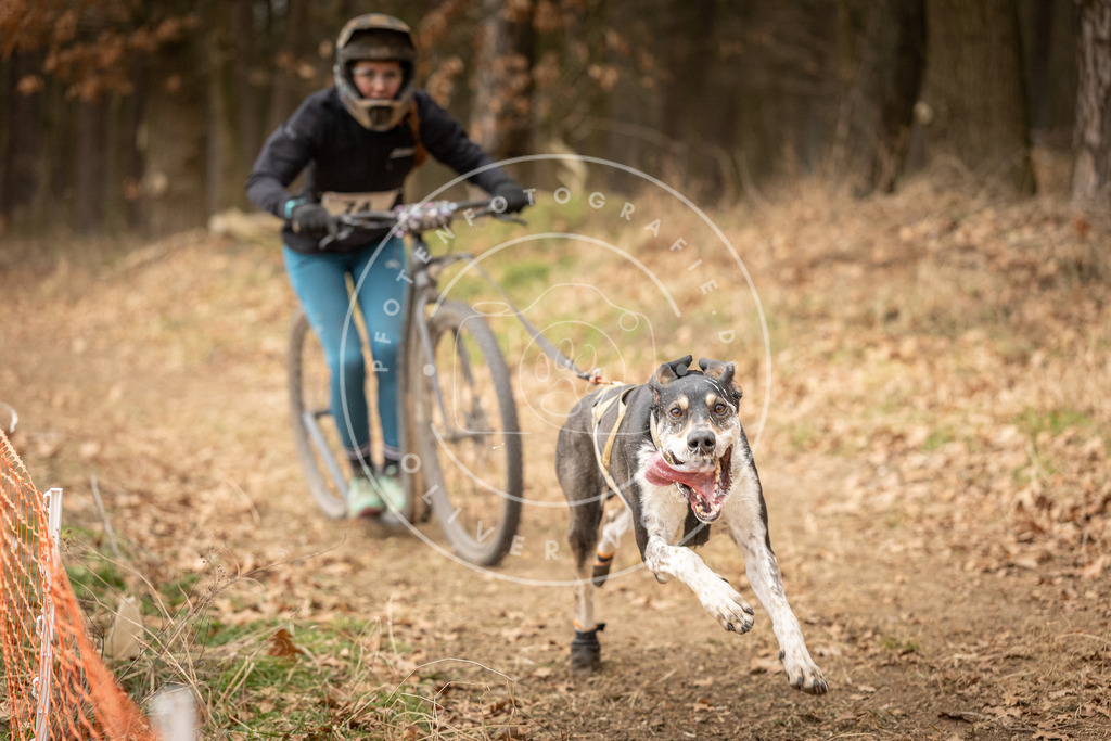 Pfotenfotografie_DV3A4078 | Hundefotografie, Tierfotograf, Pfotenfotografie, Fotoshooting Hund, Hunde Portrait, Hundesport, Hundeportraits, Heideshooting, Hunde, Sportfotograf, Hundefotograf, Turnierhundsport, THS,  - Realisiert mit Pictrs.com