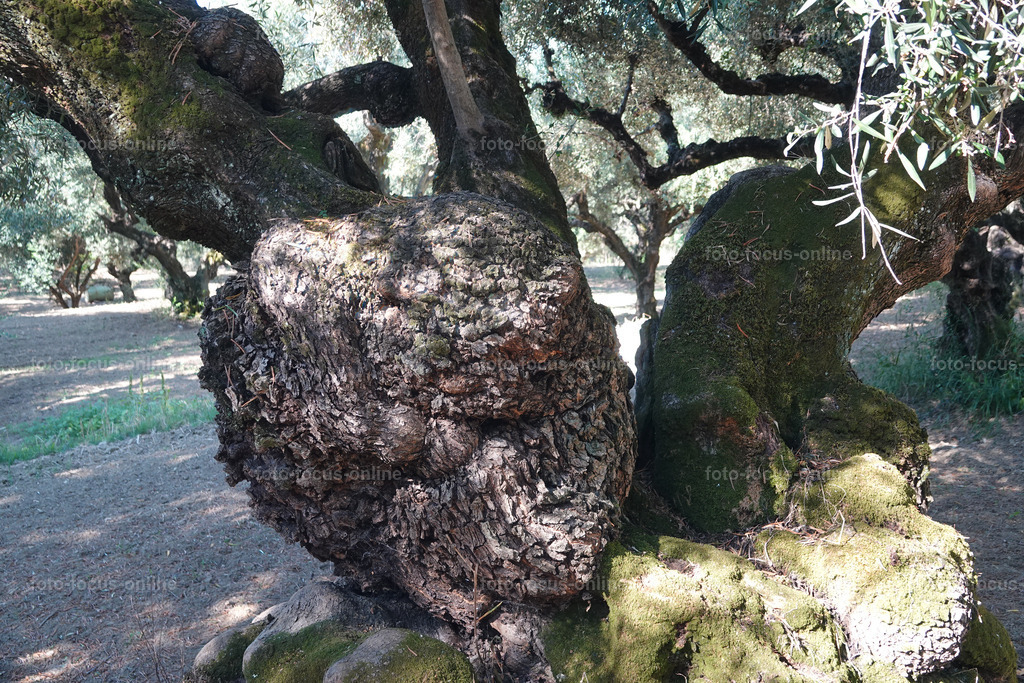 Stories of the Ancient Olive Trees | Ancient Olive Trees