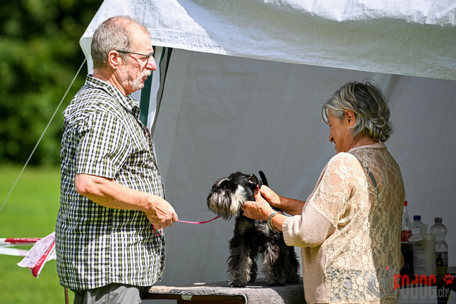 Ausstellung des Pinscher Schnauzer-Klub | Ausstellung des Pinscher-Schnauzer-Klub, OG München in Gröbenzell 30.07.2023 Foto: Leo Wyden