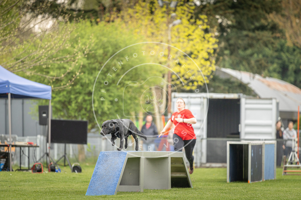 Pfotenfotografie_DV3A1616 | Hundefotografie, Tierfotograf, Pfotenfotografie, Fotoshooting Hund, Hunde Portrait, Hundesport, Hundeportraits, Heideshooting, Hunde, Sportfotograf, Hundefotograf, Turnierhundsport, THS,  - Realisiert mit Pictrs.com
