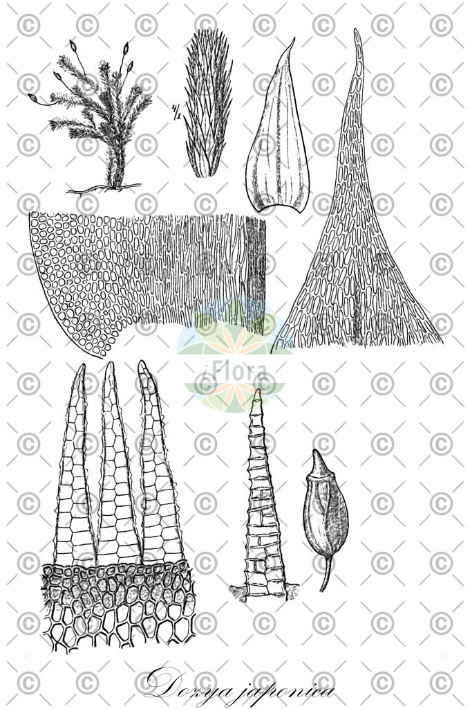 HistAbb_EMP_87588_1_SIMPLE | Historische Abbildung von Dozya japonica - Leucodontaceae | Historical Illustration of Dozya japonica - Leucodontaceae