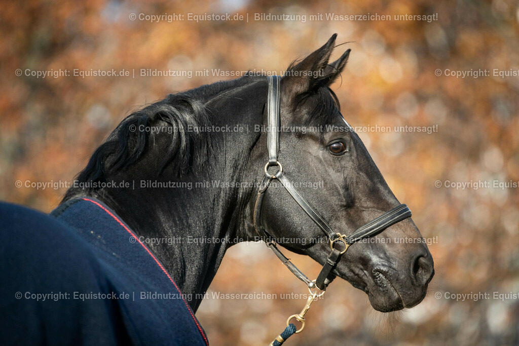 20181117_Embassy_II_HARTIG_0047 | Foto: Thomas Hartig