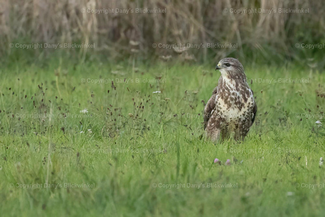 2022182 | Tierfotografie, Tierkalender, Tierbilder, Insekten, Spinnen, Vögel, Schmetterling, Libellen, Leinwand, Colorkey, Qualität, Geschenkartikel, Geschenk - Realisiert mit Pictrs.com