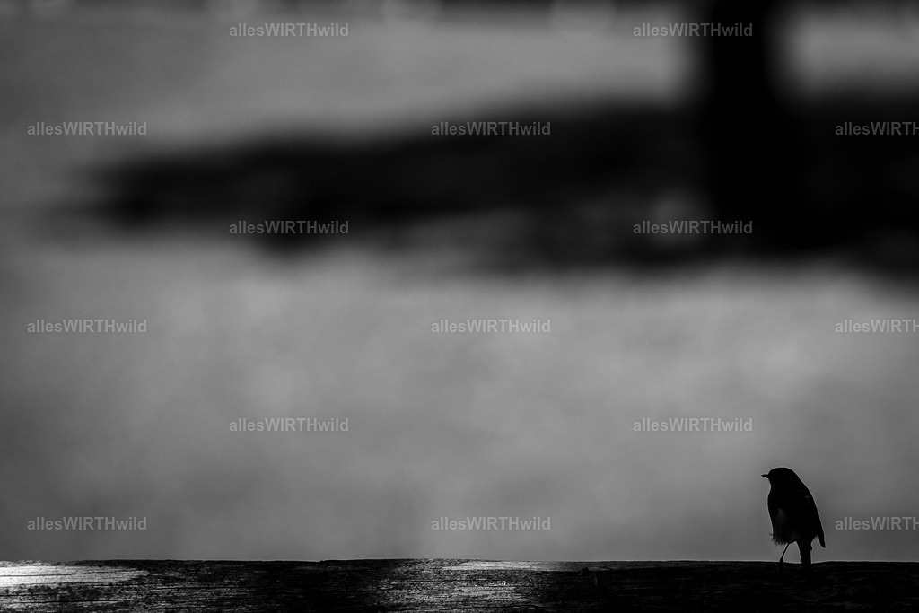 Daniel Wirth - www.allesWIRTHwild.de - 7IV04447 | Entdecke die faszinierende Welt der Natur- und Wildlife-Fotografie von Daniel und Bärbel. Inspirierende Bilder von wilden Tieren und kleinen Naturwundern.