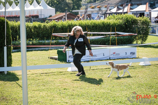 CACIB Aarau | CACIB Aarau, Swiss Dog Show  28062025 Foto: Leo Wyden