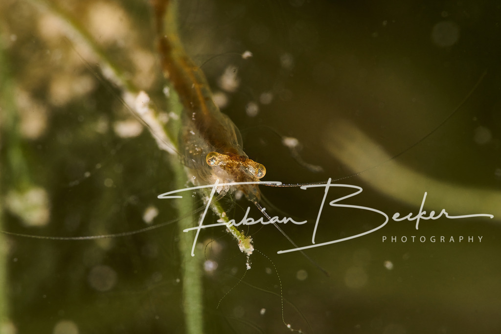 Facettenreich | Einzigartige Wandbilder von faszinierenden Unterwasserwelten. Exklusive Kunst für Empfangsbereiche, Wohnraum oder Wartezimmer. - Realisiert mit Pictrs.com