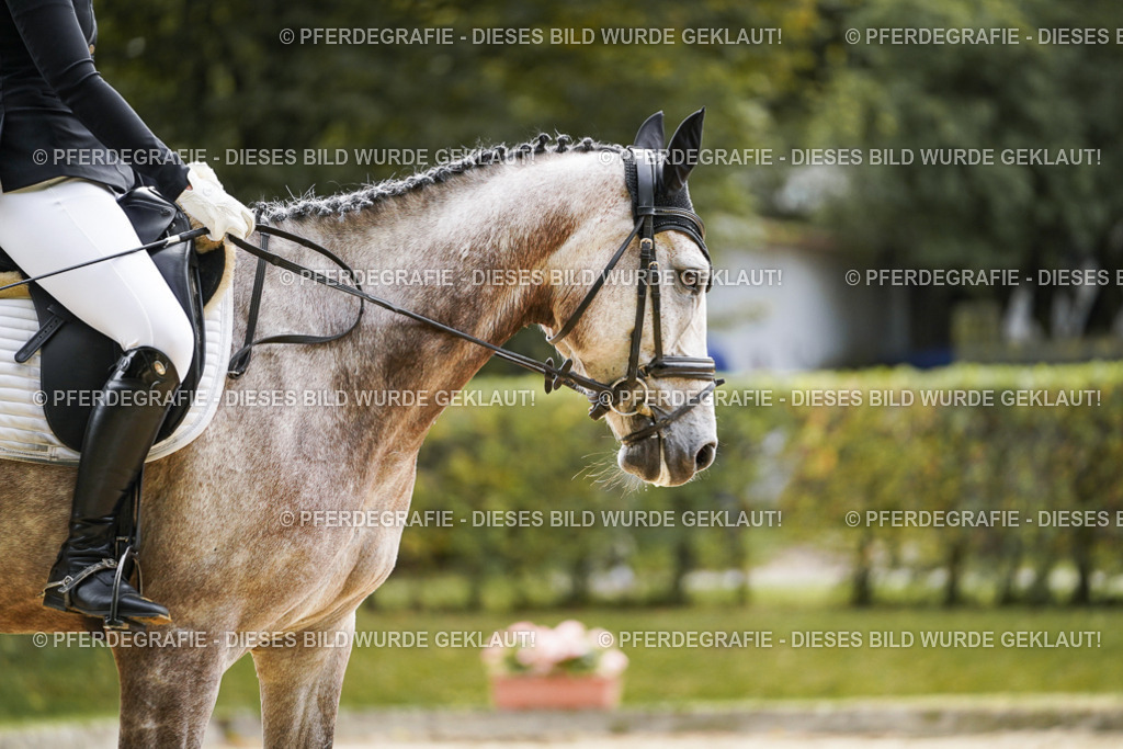 DSC01427 | Pferdegrafie