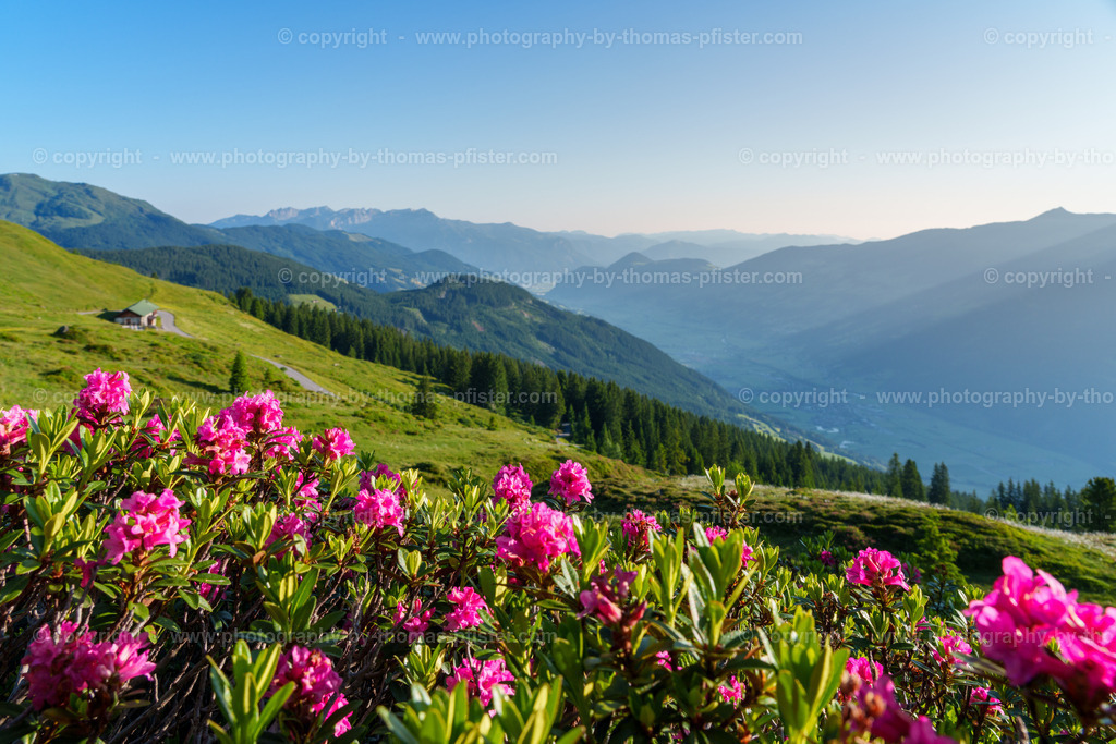 Almrosenblühte Zillertaler Höhenstrasse copyright  Thomas Pfister-13 | PHOTOGRAPHY BY THOMAS PFISTER