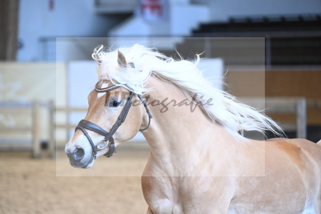 Kat-Nr. 24 v. Waaris-Z_Hock_6240348 | hf-fotografie - Realisiert mit Pictrs.com