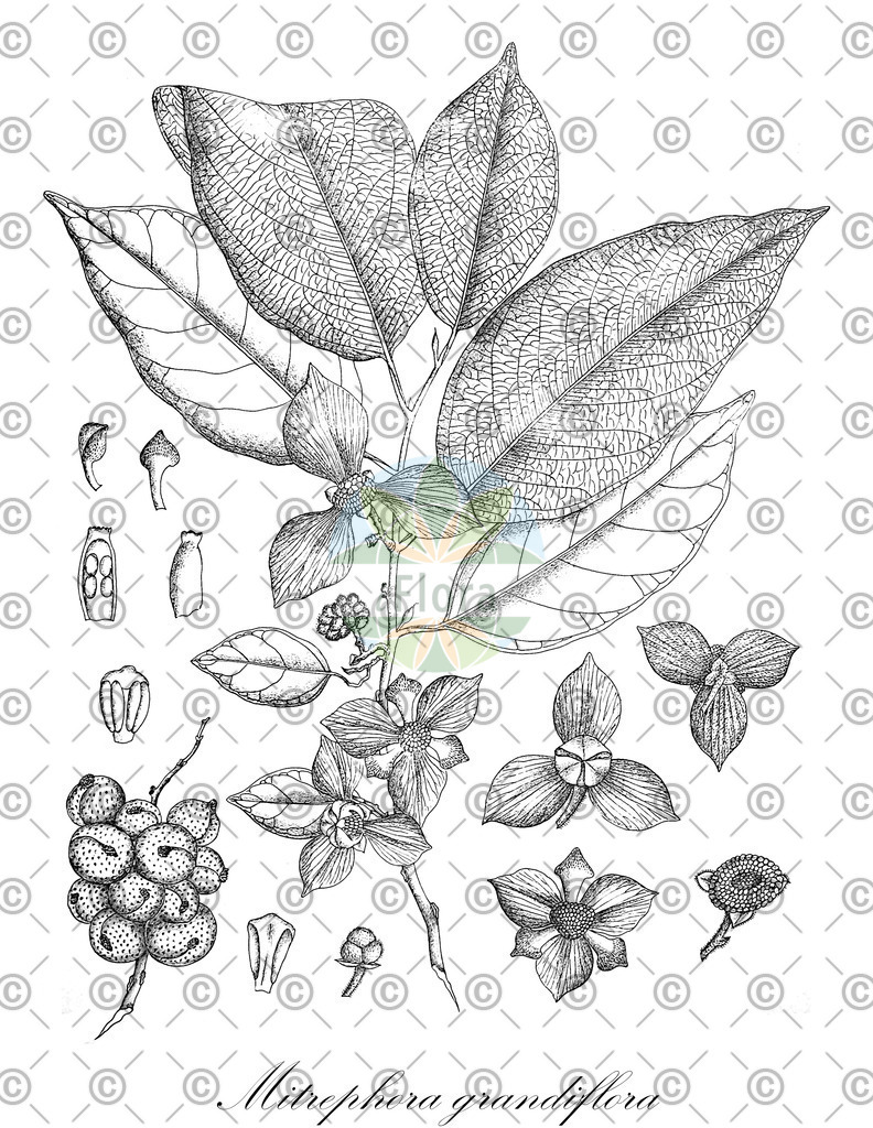 HistAbb_wfo-0000244985_1_ENZY_Simple | Historische Abbildung von Mitrephora grandiflora - Annonaceae | Historical Illustration of Mitrephora grandiflora - Annonaceae