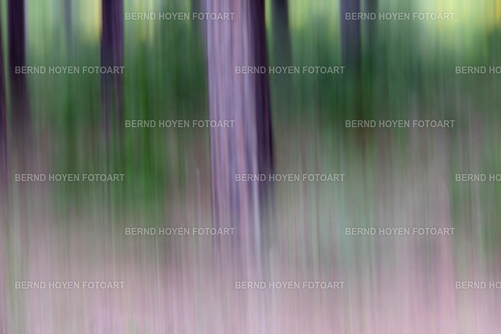 purple haze | Fotografie einiger Bäume im Parque Natural de la Breña/Andalusien, Spanien.Die Aufnahme entstand durch Langzeitbelichtung und Mitziehen der Kamera (ICM / Wischtechnik). Durch nachträgliche Bildbearbeitung wurde ein märchenhafter Effekt erzielt. | Photographs of some trees in the Parque Natural de la Breña, Andalusia, Spain.The image was created using a long exposure and panning the camera (ICM / panning technique). A fairy-tale effect was achieved through subsequent image editing. - Realisiert mit Pictrs.com