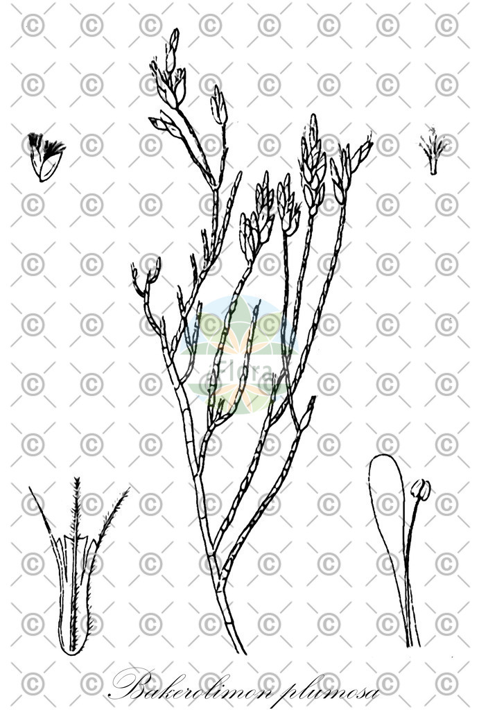 HistAbb_wfo-0000313134_1_ENZY_Simple | Historische Abbildung von Bakerolimon plumosa - Plumbaginaceae | Historical Illustration of Bakerolimon plumosa - Plumbaginaceae
