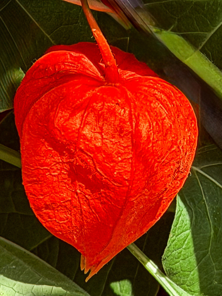 Wandbild Kunstdruck Poster Lampionblume – Leuchtende Physalis Botanik Deko | Bringen Sie die warme, kraftvolle Farbenpracht des goldenen Herbstes in Ihre Räume. Dieses kunstvolle Makro-Wandbild zeigt eine filigrane Lampionblume (Physalis) in einem intensiv leuchtenden Orange. Die detailreiche Nahaufnahme fängt die feine, fast papierartige Struktur der Fruchthülle meisterhaft ein. Gedruckt auf Premium-Leinwand, edlem Alu-Dibond oder tiefenwirksamem Acrylglas garantiert dieses Motiv eine gemütliche, warme und stilvolle Atmosphäre. Ein absoluter Farbtupfer für Wohnzimmer, Küche, Flur oder die stilvolle Gastronomie. - Realisiert mit Pictrs.com