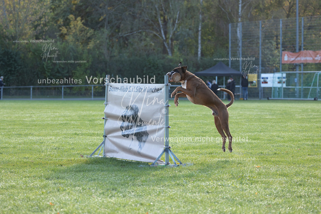 _16A6239 | Einzigartige Fotos von Hunden & Menschen –Actionfotos, Portraits, Vereinsaufnahmen & Paarshootings – authentisch, lebendig & mit Herz.
