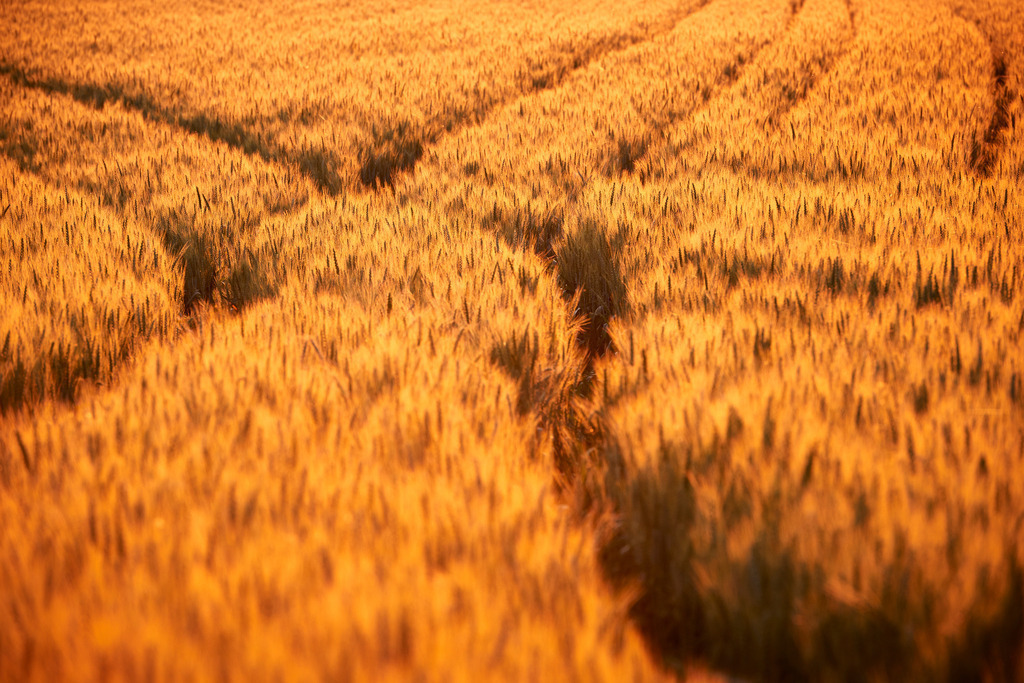 Getreidefeld im roten Abendlicht | Seebarn, Austria - June 21, 2016: Kellergasse-Kellerweg; Getreidefeld im roten Abendlicht. - Realisiert mit Pictrs.com
