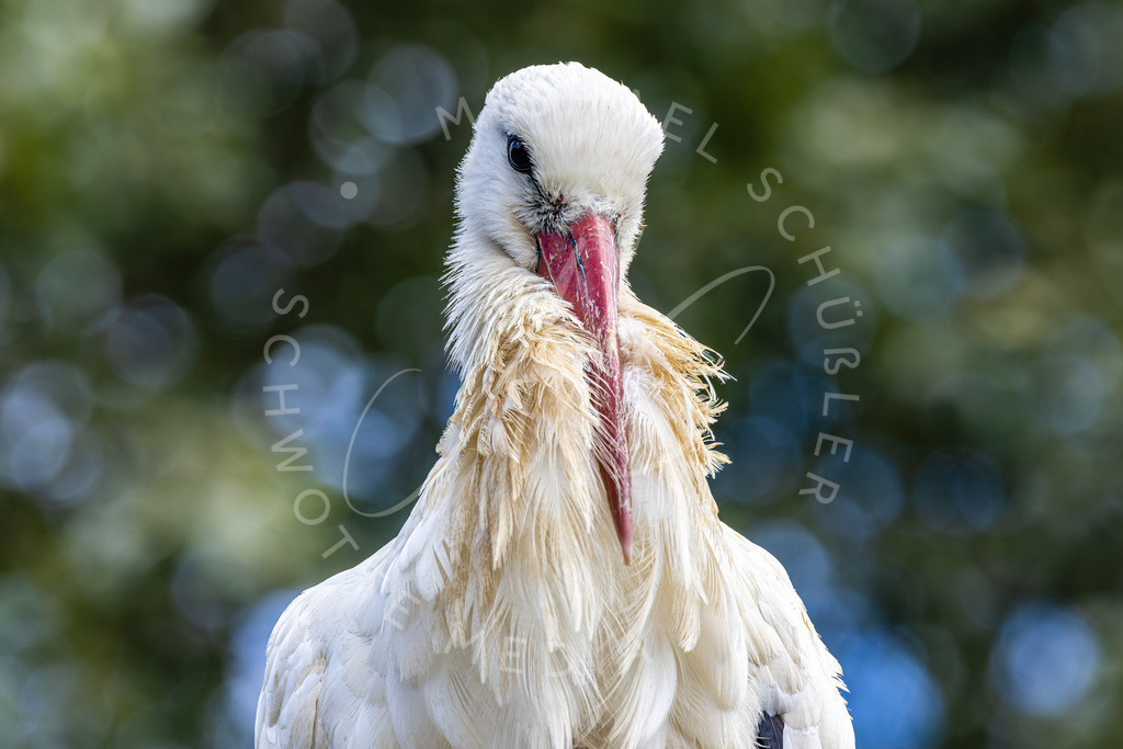 2022-08-30 Westkuestenpark SPO - 036 | Schwotte Media - Realisiert mit Pictrs.com