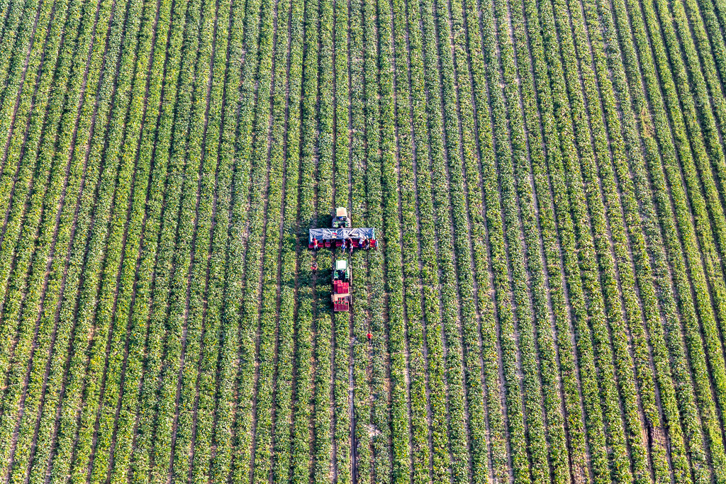 Luftbild: Gemüseernte in Kandel im Bundesland Rheinland-Pfalz in Deutschland. Foto: IMG_122142.jpg vom 11.08.2020 durch Werner Riehm/FLY-FOTO.de