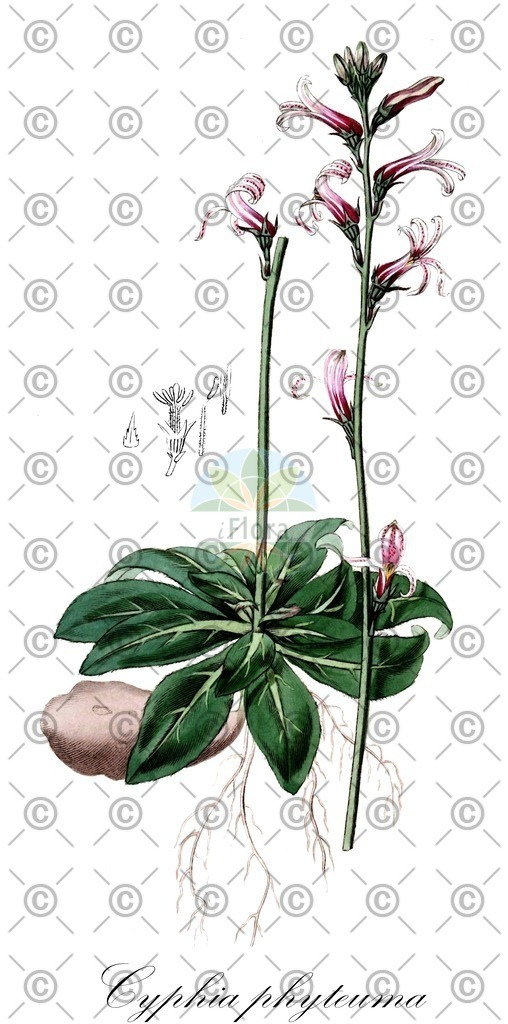 HistAbb_wfo-0000831232_1_ENZY_Simple | Historische Abbildung von Cyphia phyteuma - Campanulaceae | Historical Illustration of Cyphia phyteuma - Campanulaceae