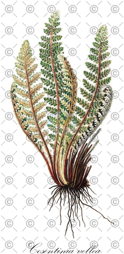 HistAbb_62NNS_4_ENZY_Simple | Historische Abbildung von Cosentinia vellea - Pteridaceae | Historical Illustration of Cosentinia vellea - Pteridaceae