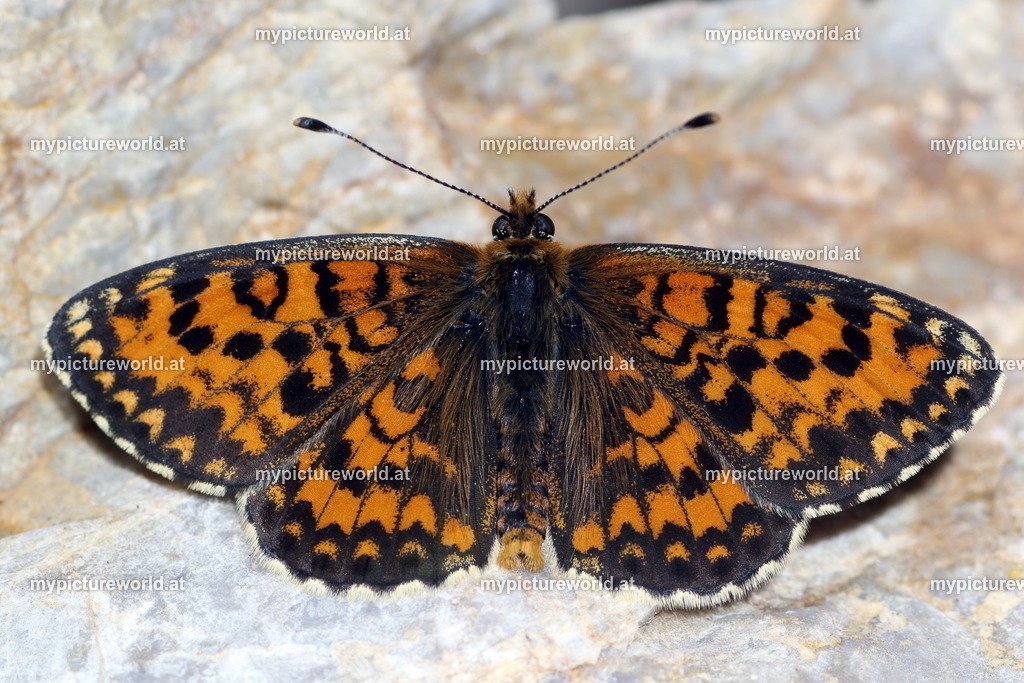 Melitaea trivia-004 | Das Bilderarchiv über Tiere, Planzen und Landschaften. In der Bilddatenbank finden Sie ein große Auswahl an hochwertigen Bilder für Ihre Werbung - Realisiert mit Pictrs.com