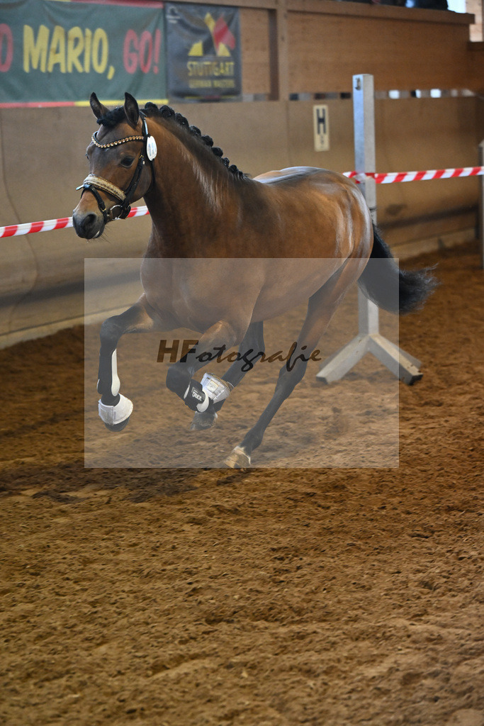 Kat-Nr. 51 Crown Decadence VR v. Hesselteichs Golden Dream_van der Raadt_16250563 | hf-fotografie - Realisiert mit Pictrs.com