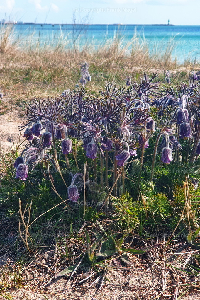 Wiesenkuhschelle | Die Wiesenkuhschelle ist sehr selten und ist in den Stranddünen von Prora auf der Insel Rügen zu finden. Sie stehen unter strengem Naturschutz - Realisiert mit Pictrs.com